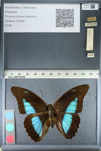 Media type: image;   Entomology 161315